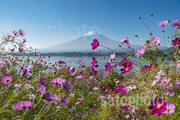 コスモスと河口湖と富士山のコピー.jpg