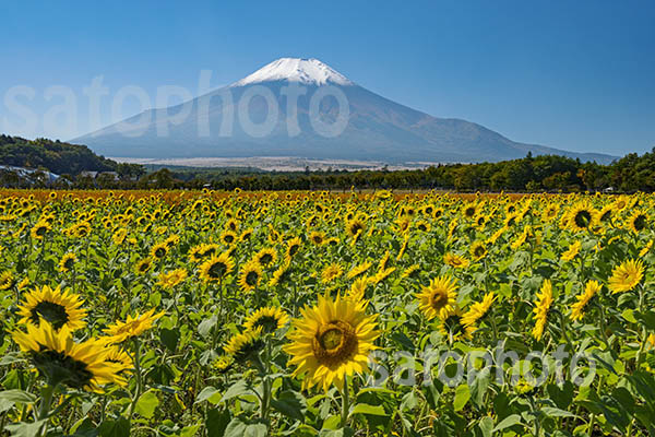 ヒマワリと富士山のコピー.jpg