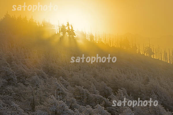 霧氷林と朝日の光芒.jpg