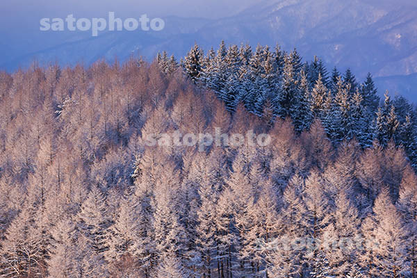 朝の霧氷の林.jpg