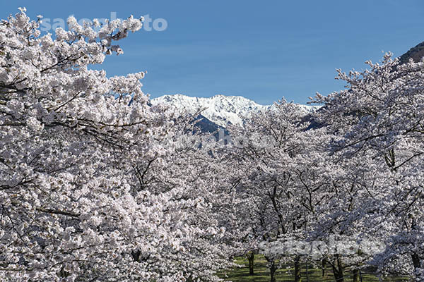 8大西公園の桜と赤石岳.jpg