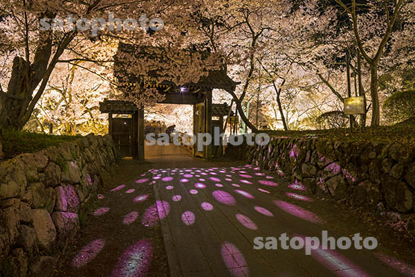 10高遠公園の夜桜.jpg