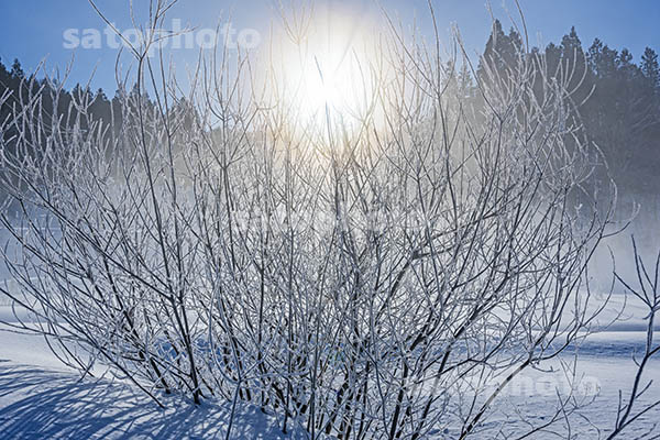 霧氷の木と光の環.jpg