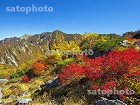 天狗原の紅葉と西岳1542.jpg