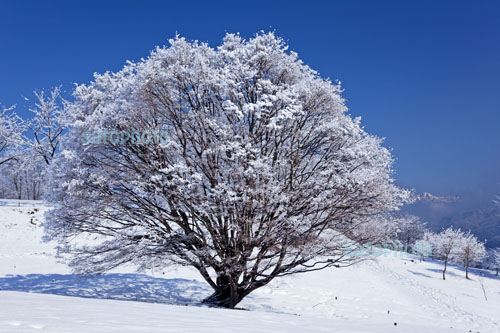 大峰高原の大カエデ雪景のコピー.jpg