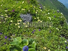 横岳の高山植物4340.jpg