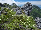 横岳の高山植物4369.jpg