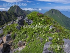 横岳の高山植物と赤岳4252.jpg