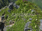 横岳の高山植物と赤岳4253.jpg