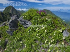 横岳の高山植物と赤岳4256.jpg