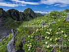横岳の高山植物と赤岳4266.jpg