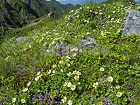 横岳の高山植物と赤岳4268.jpg