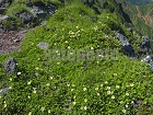 横岳の高山植物と赤岳4275.jpg
